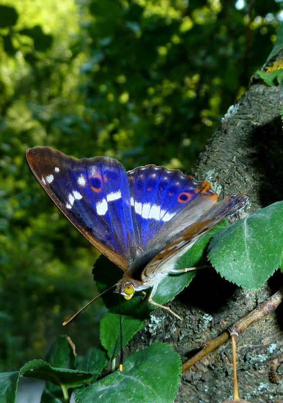 Una rarit????? Apatura ilia (f. ilia)